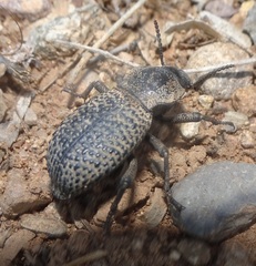 Cryptoglossa variolosa