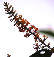 Buddleja madagascariensis