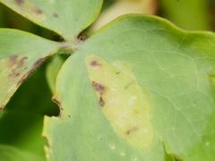 Phytomyza aquilegiae