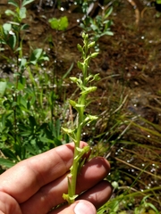 Platanthera sparsiflora