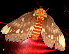 Citheronia beledonon