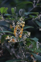 Buddleja madagascariensis