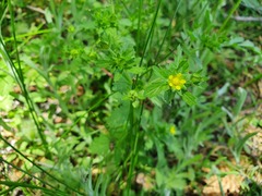 Potentilla biennis