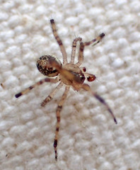 Theridion lawrencei