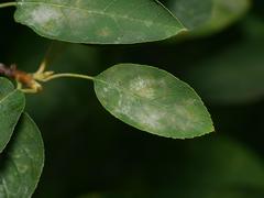Podosphaera amelanchieris