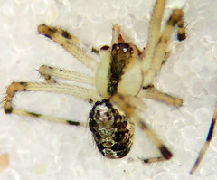 Theridion lawrencei