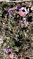 Oxytropis multiceps