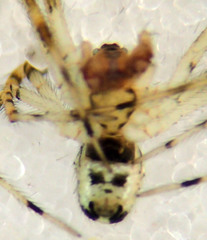 Theridion lawrencei