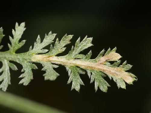 Phytomyza pullula