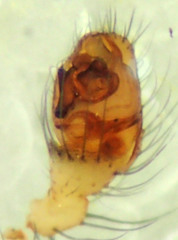 Theridion lawrencei