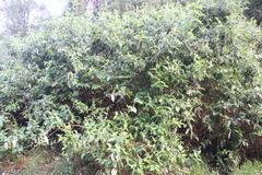 Buddleja madagascariensis