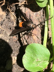 Synanthedon exitiosa