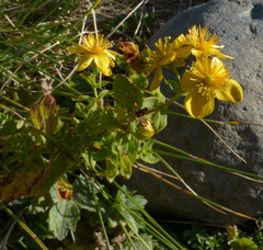 Hypericum maculatum maculatum