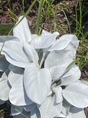 Senecio candidans