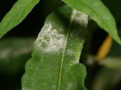 Golovinomyces magnicellulatus