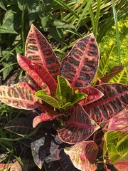 Codiaeum variegatum cavernicola