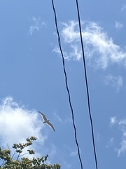 Larus argentatus smithsonianus