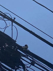 Passer domesticus domesticus