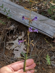 Penstemon roezlii