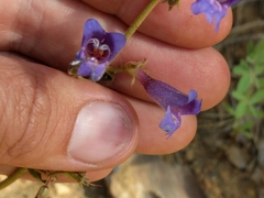 Penstemon roezlii