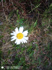 Tripleurospermum inodorum