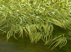 Sparganium angustifolium