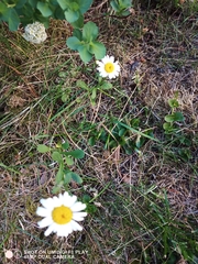 Tripleurospermum inodorum