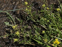Rorippa curvisiliqua