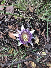 Passiflora laurifolia