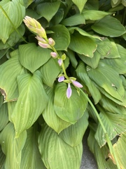 Hosta ventricosa