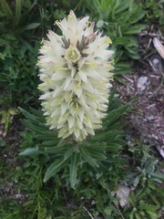 Campanula thyrsoides