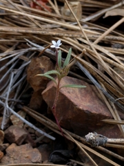 Collomia tinctoria