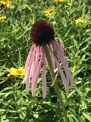 Echinacea pallida