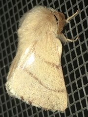 Malacosoma constricta