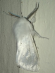 Spilosoma vestalis