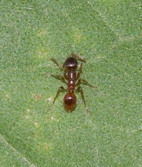 Myrmica rubra