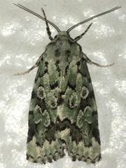 Bryolymnia viridata