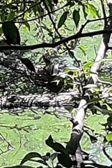 Trachemys scripta elegans