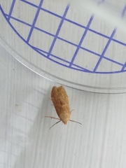 Blastobasis lacticolella