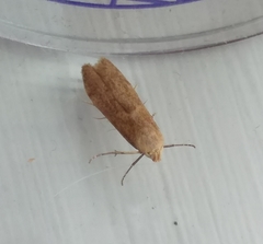 Blastobasis lacticolella