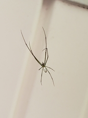 Leucauge argyrobapta