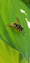 Temnostoma excentrica
