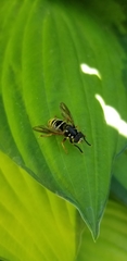 Temnostoma excentrica
