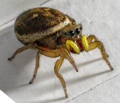 Heliophanus tribulosus
