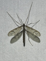 Pediciidae