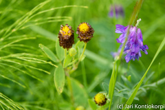 Trifolium spadiceum