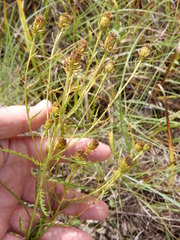 Dysodiopsis tagetoides