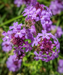 Glandularia lilacina