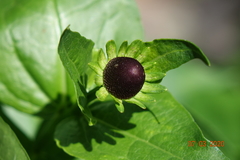 Rudbeckia occidentalis