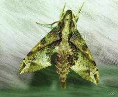 Eupanacra
